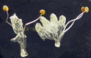  Five Corolla lobes and 4 Stamens